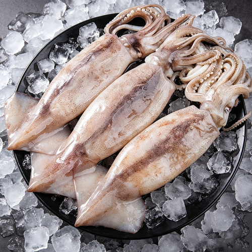 Frozen Whole Large Squid